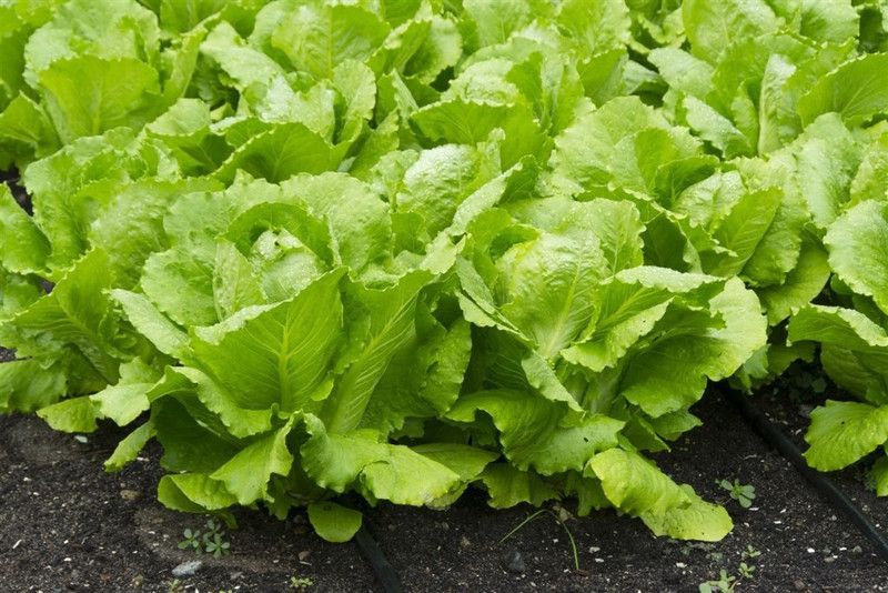 DROXTY Salad lettuce Seed  (2 g)