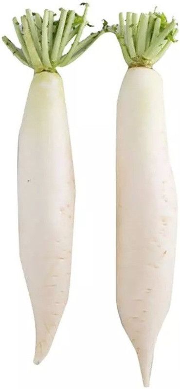 VINTI Mooli radish Vegetable Seed  (3000 per packet)