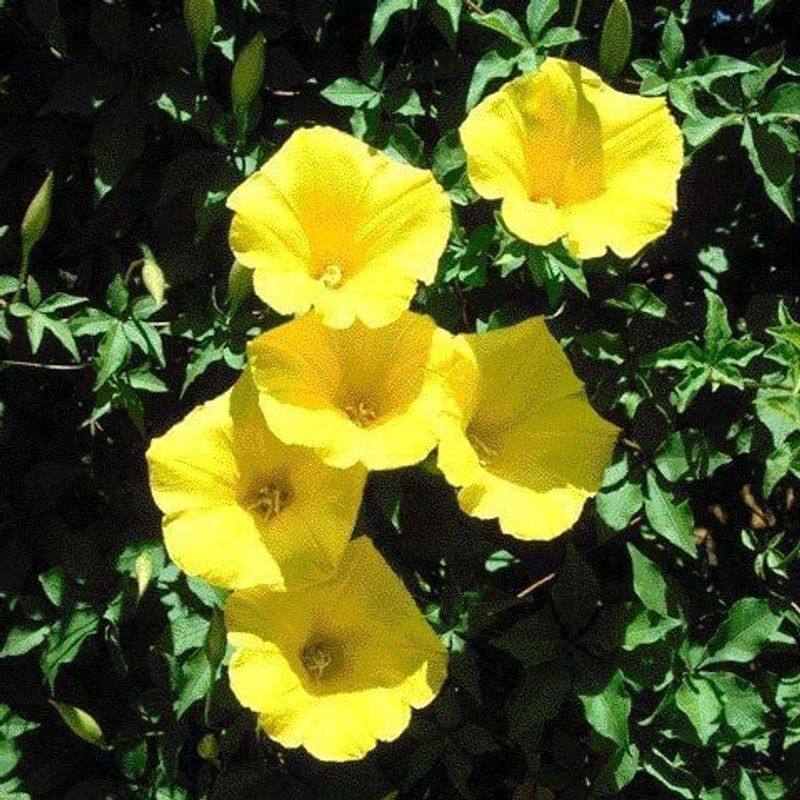 CYBEXIS Yellow Morning Glory Flower Seeds Seed  (50 per packet)