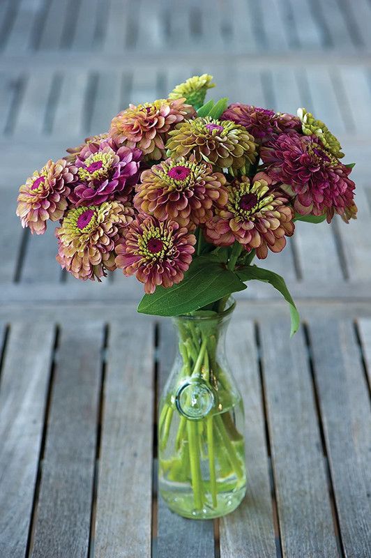 CYBEXIS Imp. Queen Red Lime Zinnia Seeds Seed  (25 per packet)