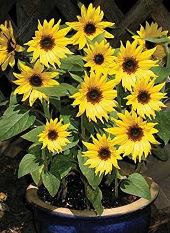 KANAYA Sunflower Tall Flower Seed  (33 per packet)
