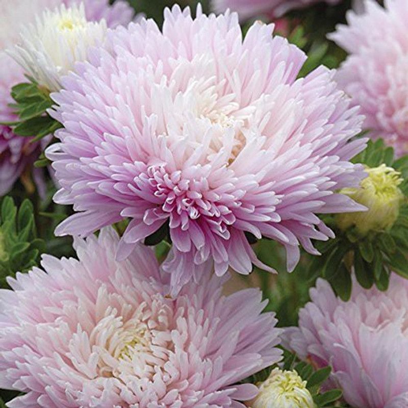 CYBEXIS Rare Aster" Appleblossom" Hybrid Seed  (50 per packet)