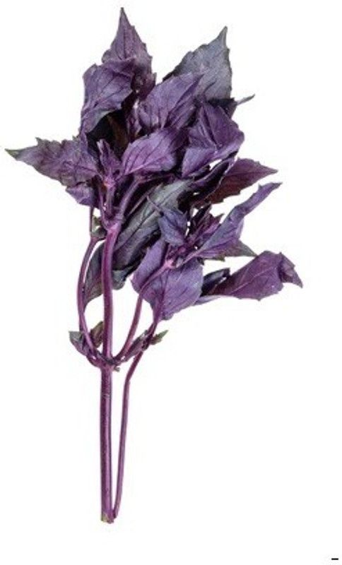 WILLVINE XLR-8 Basil Red Basilicum Ocimum Seed  (2000 per packet)