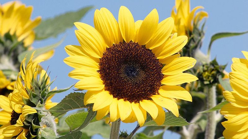 NRDhub Sunflower Plant  (Hybrid, Pack of 1)