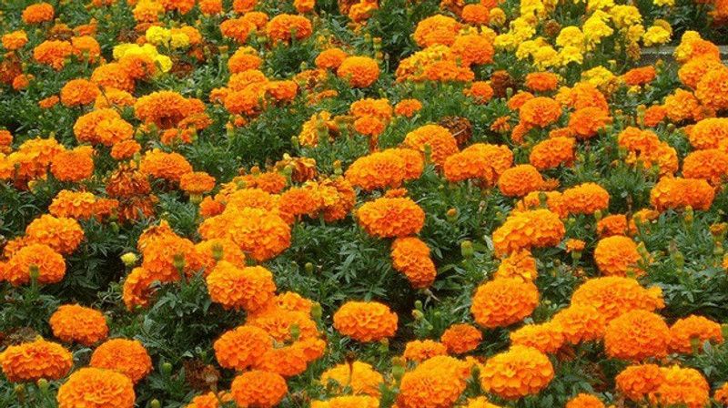 XOLDA Marigold Gendaphool Mix Seed  (26 per packet)