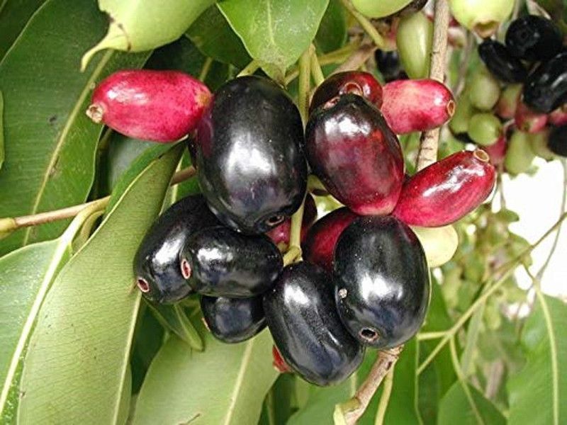 VibeX Jamun - Plant Seed Seed  (10 per packet)