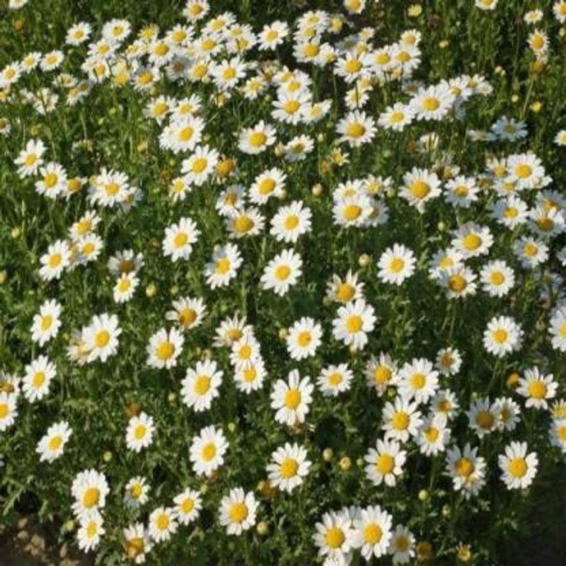 CYBEXIS CHRYSANTHEMUM PALUDOSUM WHITE FLOWER SEEDS Seed  (1 g)