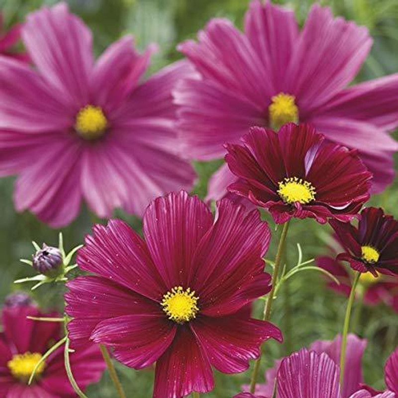 CYBEXIS COSMOS Mix Flower Seed - Dwarf Flower Seed  (25 per packet)
