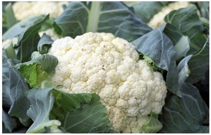 ANDOR फूल गोभी Cauliflower Phool Gobhee/Phul Gobhi Seed  (1500 per packet)