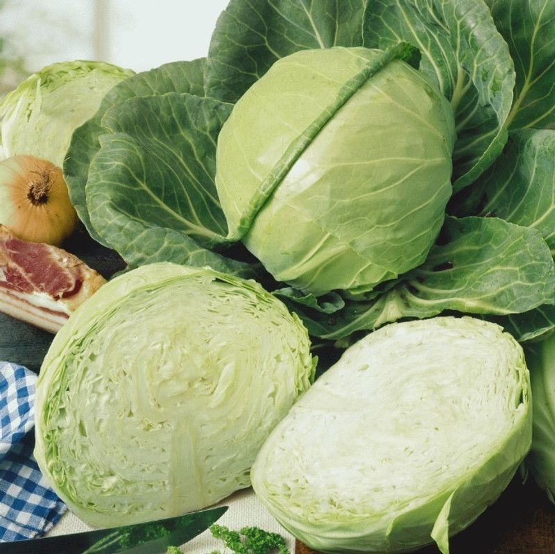 nesto Cabbage/पत्ता गोभी Vegetable Seeds Seed  (250 per packet)