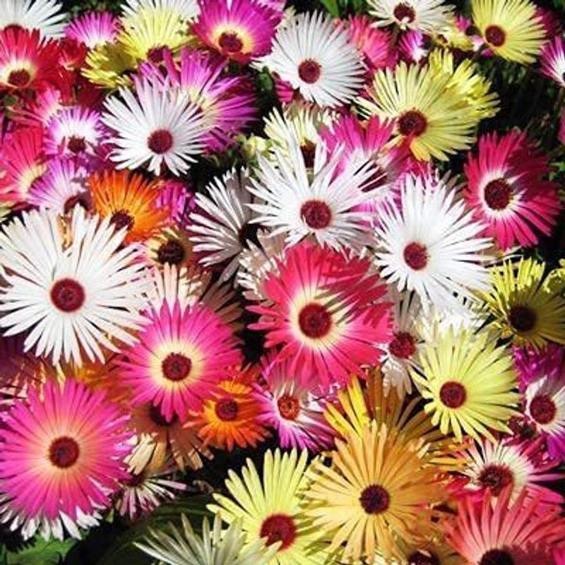 KANAYA Ice Mix Colors Flower Seed  (65 per packet)