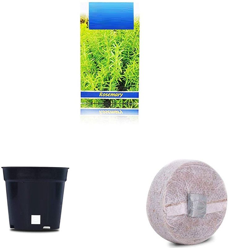 VibeX Rosemary F1 Hybrid Combo with Potter & Rootplug Seed  (35 per packet)
