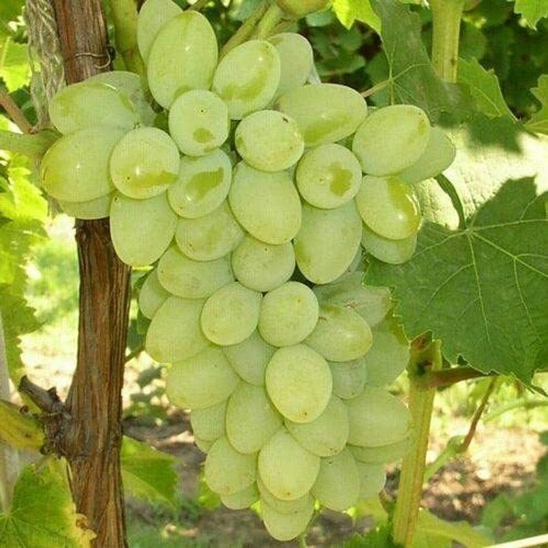 Aywal Hybrid Grabes Seed  (115 per packet)