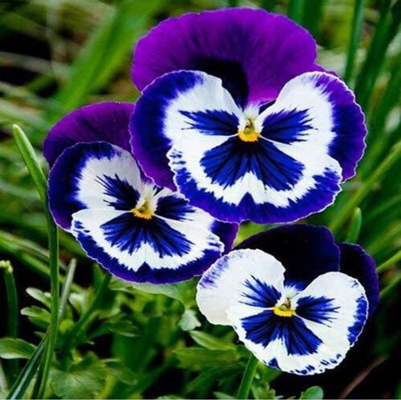 CYBEXIS Pansy Mix Color Wavy Viola Tricolor Flower Bonsai Seed  (1 g)