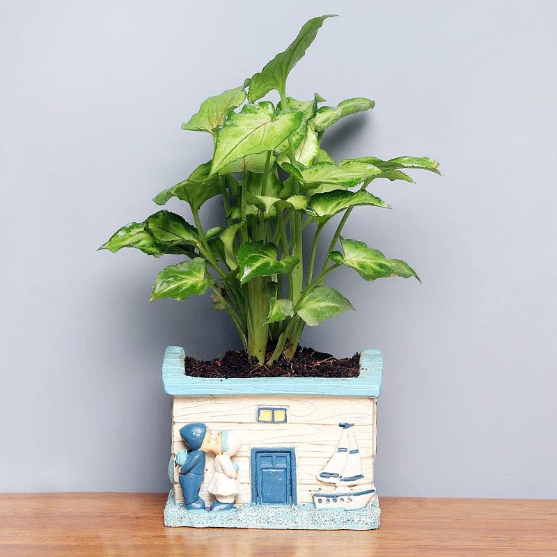 Floweraura Money Plant  (Hybrid, Pack of 1)