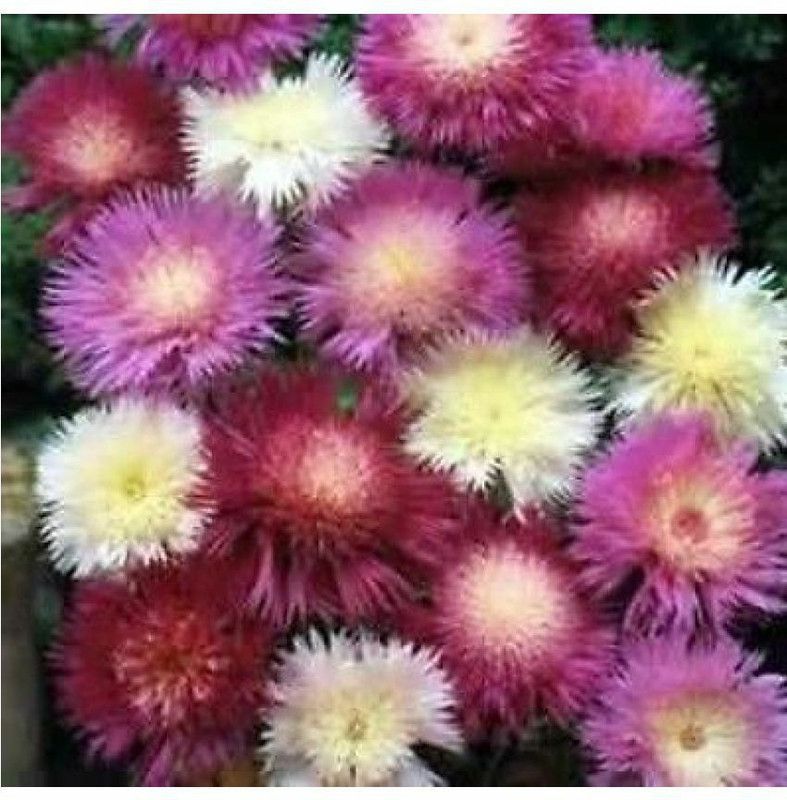 EVEMP MIX AMBERBOA MOSCHATA SWEET SULTAN Flower Seed  (50 per packet)