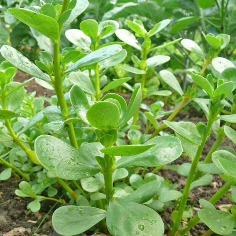 XOLDA Organic kulfa Seed  (27 per packet)