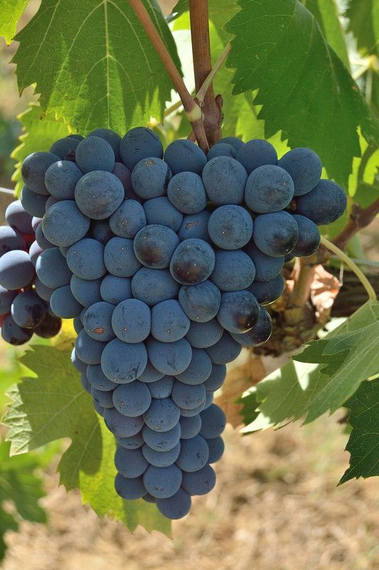 Cloud Farm Grapes Plant  (Hybrid, Pack of 1)