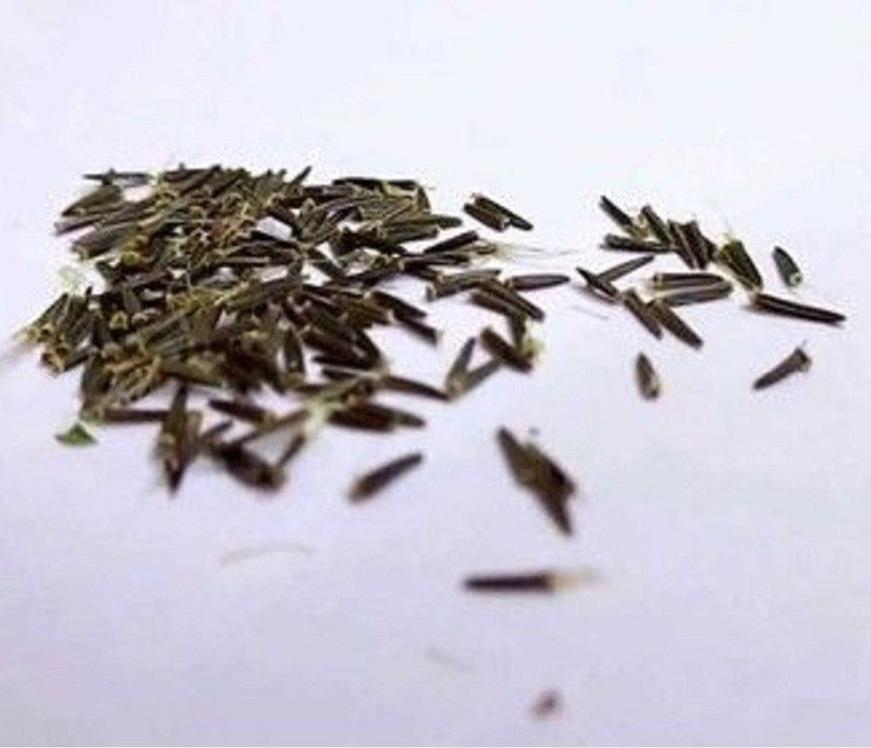 WILLVINE Stevia Seeds Sweet Leaf/herb That has 300 Times The Sweetness of Sugar Seed  (500 per packet)