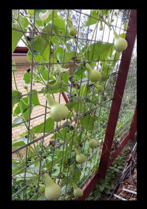 UGRA Round Bottle Gourd, Ghiya Seed  (100 per packet)