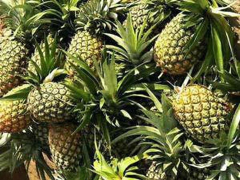Platone Pine Apple Plant  (Hybrid, Pack of 1)