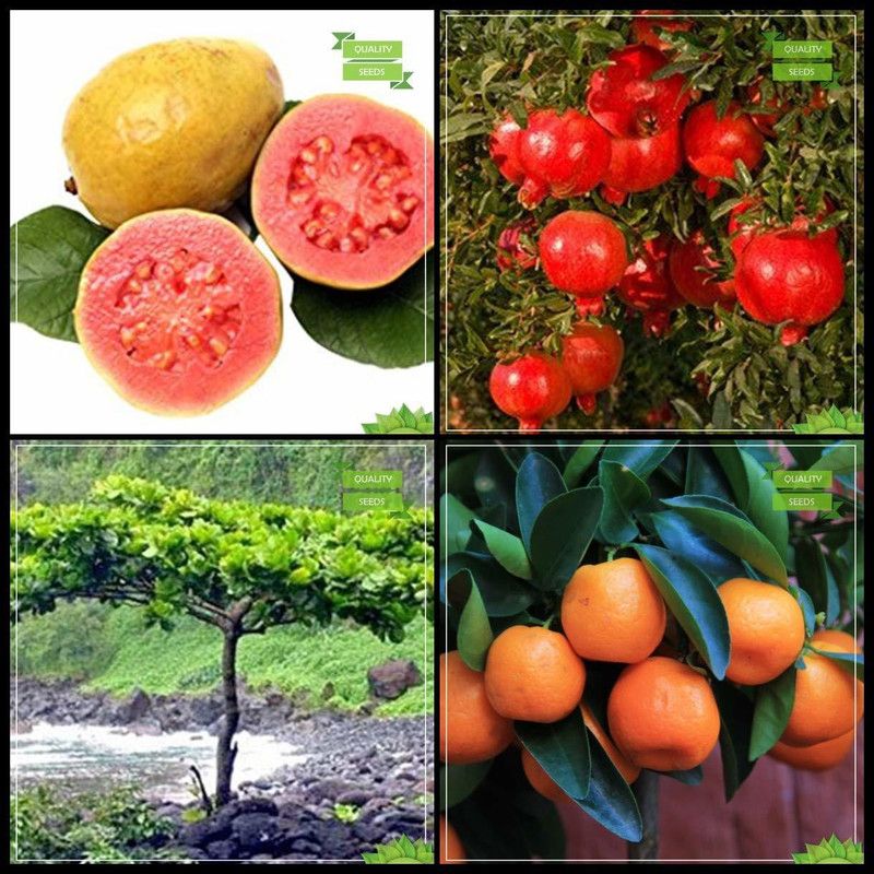 DIOART ™Dwarf Orange Seeds Fruit Seeds For Organic Farming Fruit Seeds Garden Pack-508 Seed  (25 per packet)