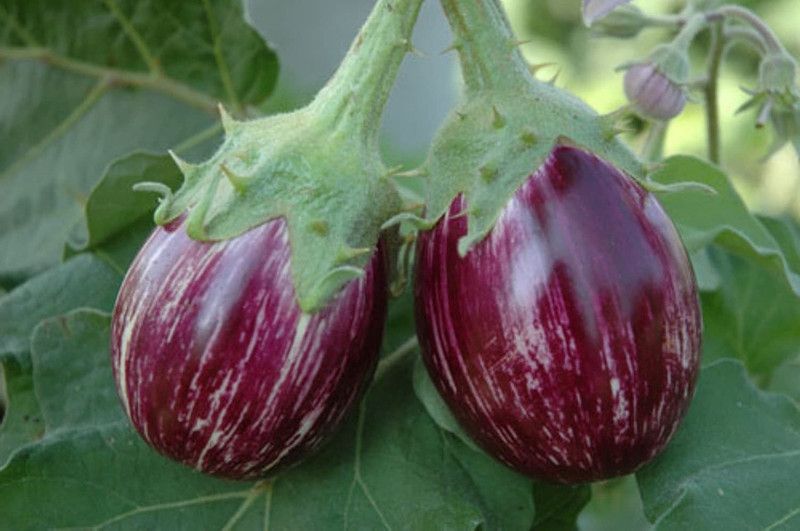Earth Angels Brinjal Seed  (100 per packet)
