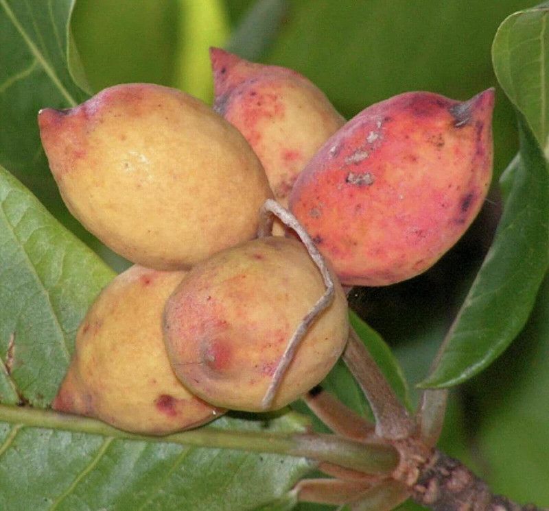 VibeX ® VMR-40 Almond Badam Tree Seeds Seed  (25 per packet)