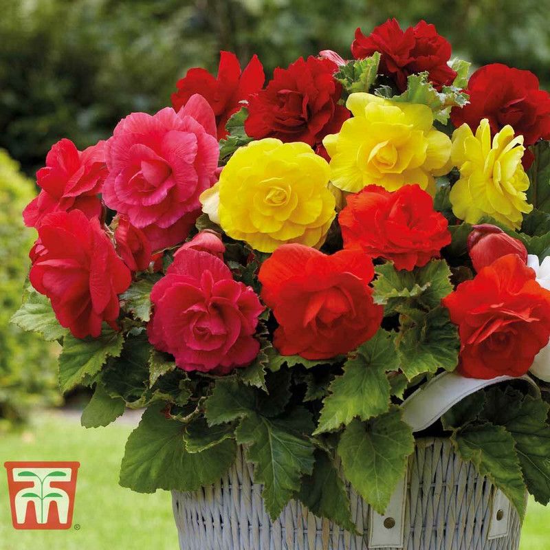XOLDA Exotic begonia Seed  (45 per packet)