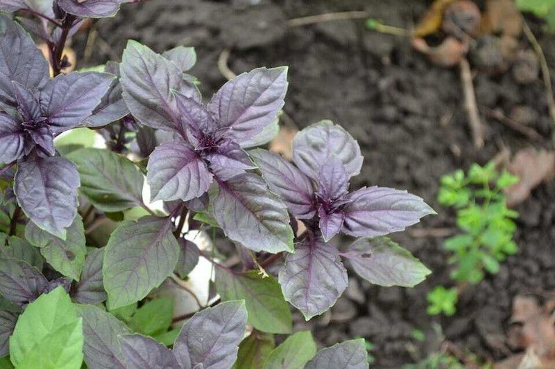 Nodoc Organic basil purple herb Seed  (40 per packet)