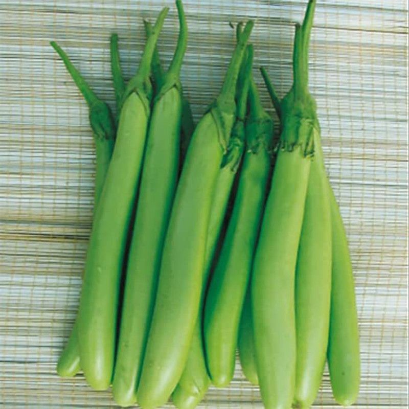 KANAYA Brinjal Green Long Seed  (55 per packet)