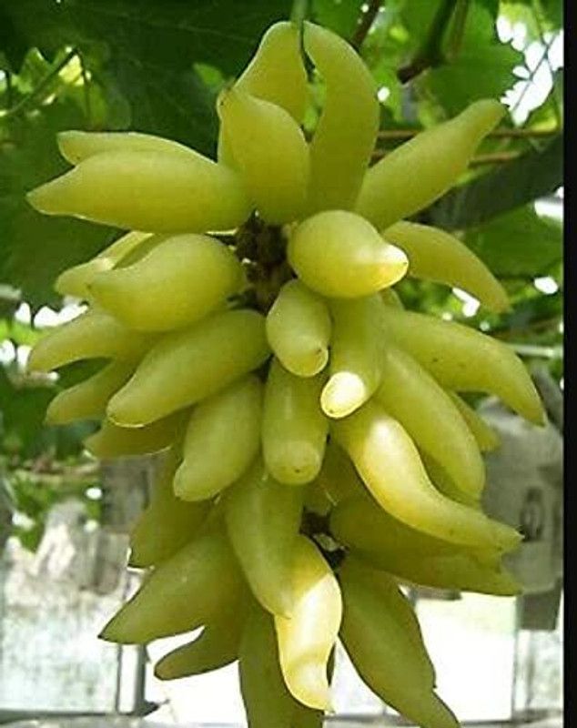 Aywal Hybrid Grabes Seed  (65 per packet)