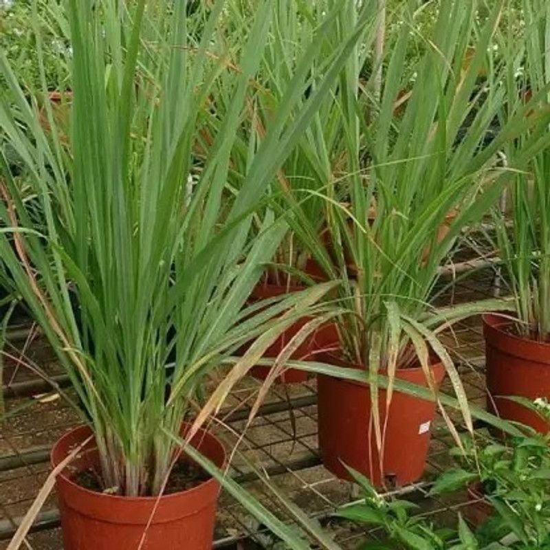 MAA Lemon Grass Seed  (250 per packet)