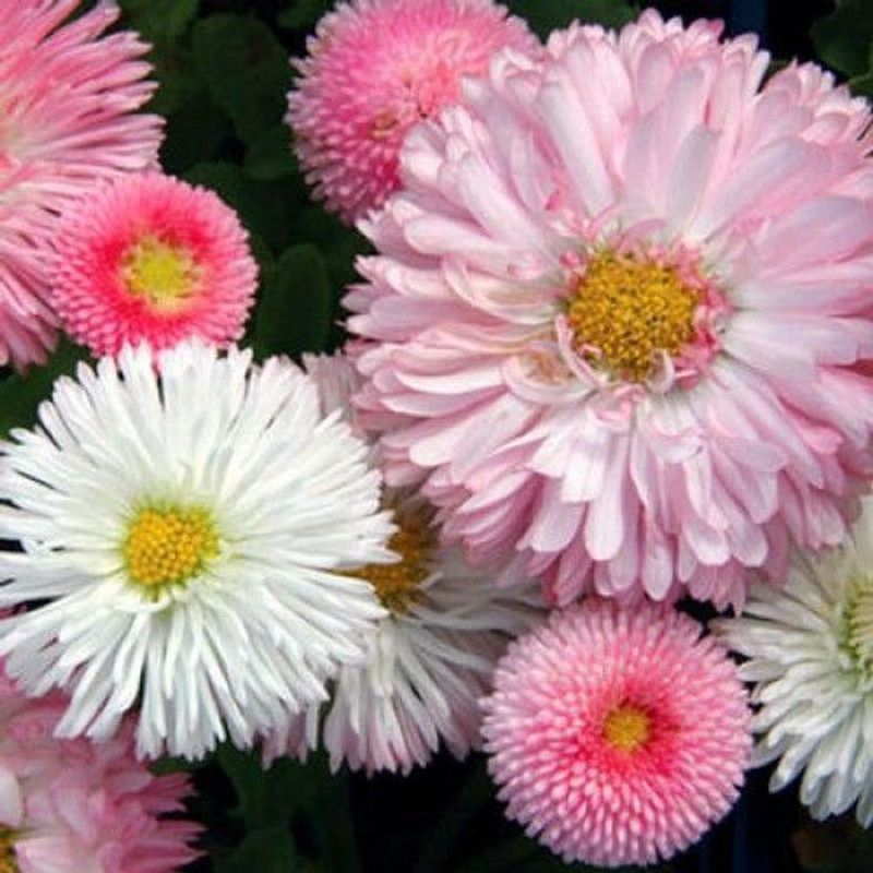 XOVO Exotic Daisy Mixed Flower Seed  (55 per packet)