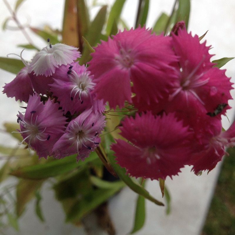 Mozette Exotic dianthus Seed  (27 per packet)