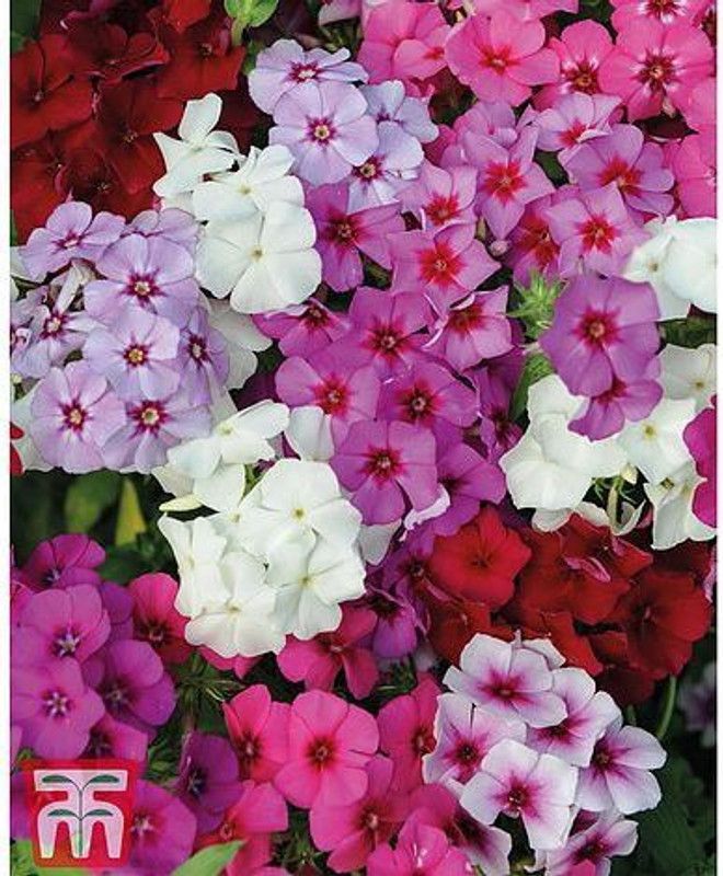 Paudha Phlox Mix Flower Seed  (24 per packet)