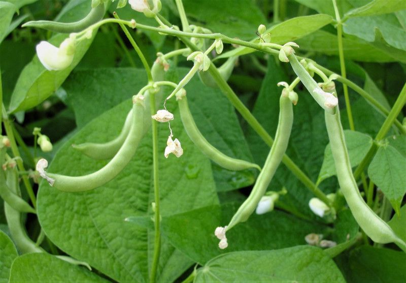 Paudha Beans plant Seed  (16 per packet)
