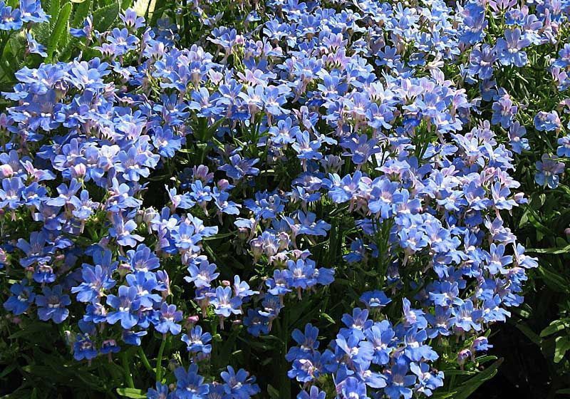 Nodoc Nemesia Blue and White Seed  (35 per packet)