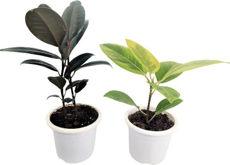 Indian Flora Rubber Tree  (Pack of 2)