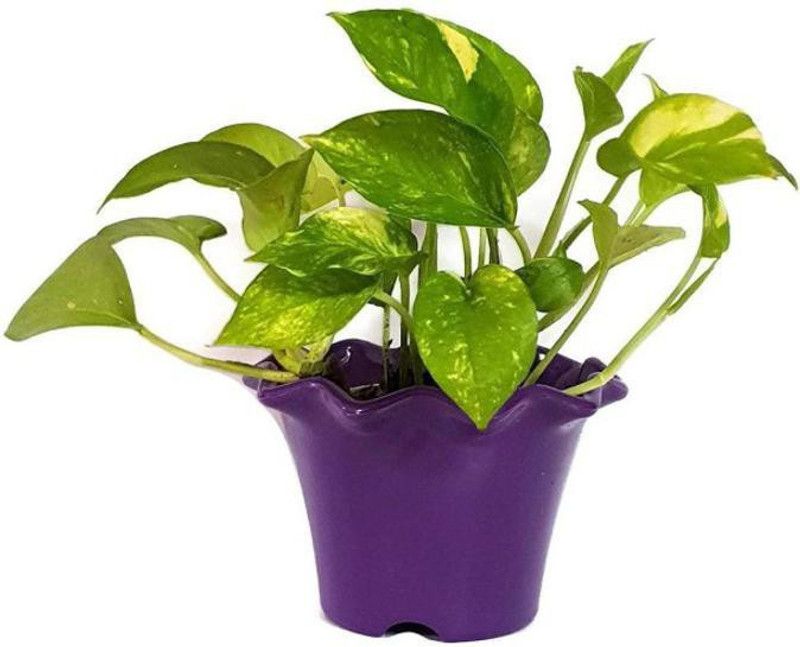 GETFLIX Money Plant  (Hybrid, Pack of 1)