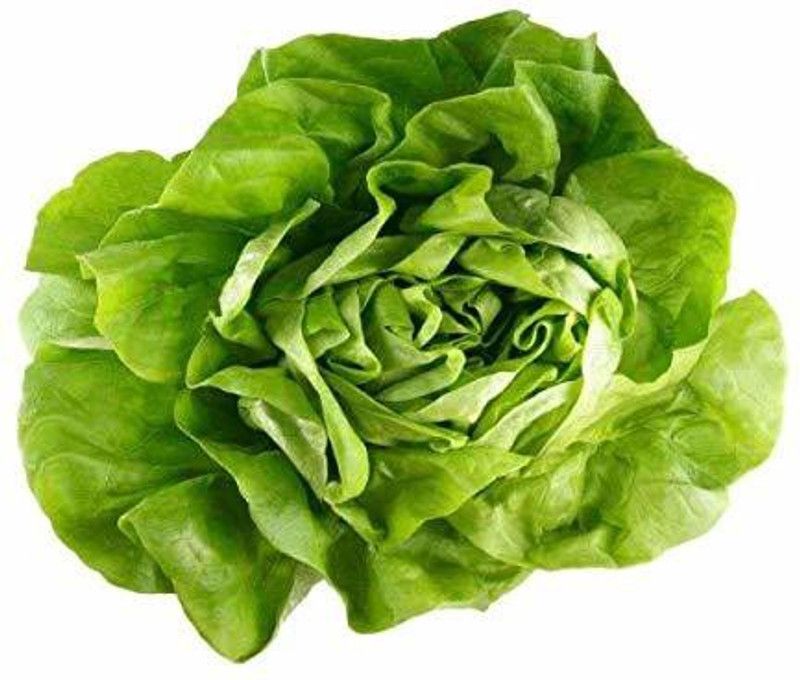 JRYU Lettuce Seed  (260 per packet)