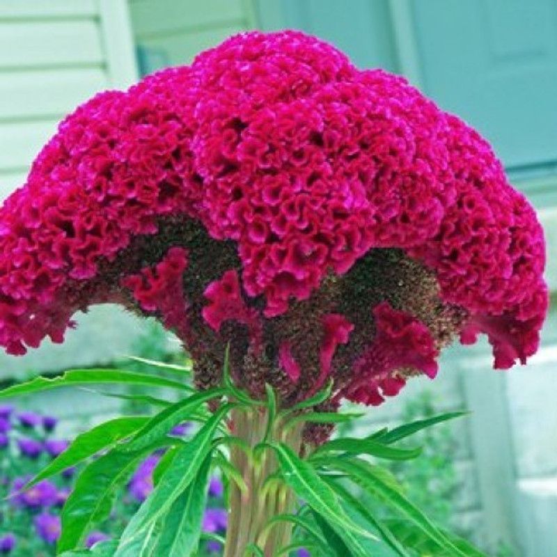 Mozette Cockscomb Seed  (28 per packet)