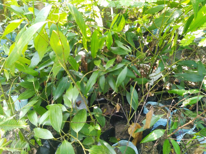 MAITRA AND SONS Bay Leaf Plant  (Hybrid, Pack of 1)