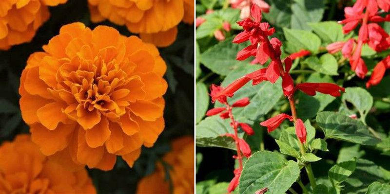dreamseawaves Marigold Orange & Saliva Seed  (20 per packet)