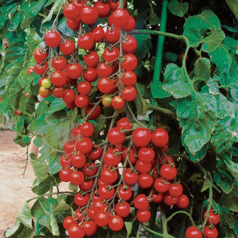 SimXotic Cherry Tomato Hybrid Vegetable Seeds for Terrace Garden - Pack of 50 Seeds Seed  (50 per packet)