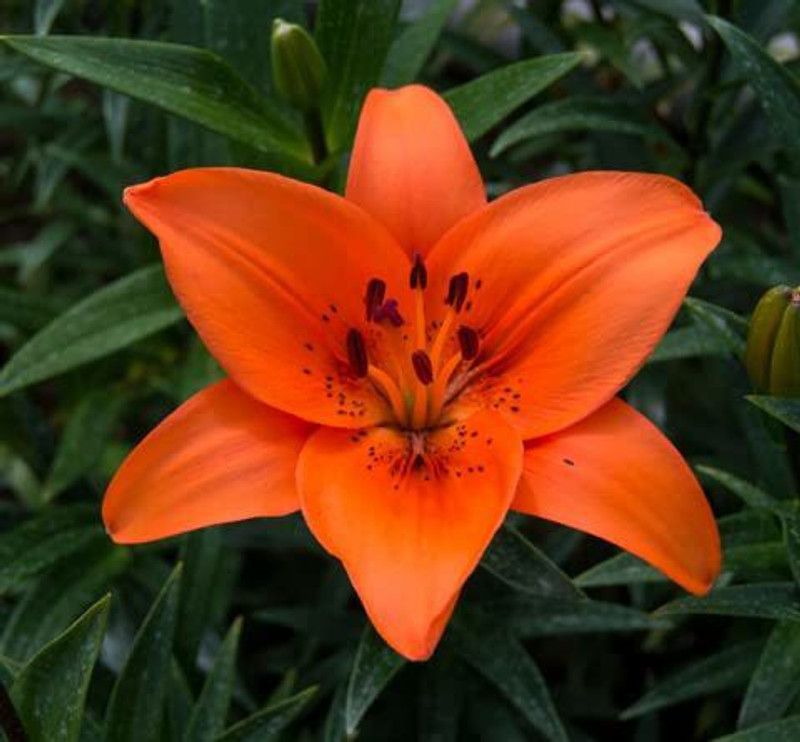 Nature Gallery Oriental Lily Bulb Imported Fragrance Flower Bulb for Home Gardening Orange Color 100% Germination (Pack of 15 Bulbs) Seed  (15 per packet)