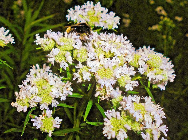 VibeX ® VLR-572 Virginia Mint Pycnanthemum Virginianum Seed  (200 per packet)