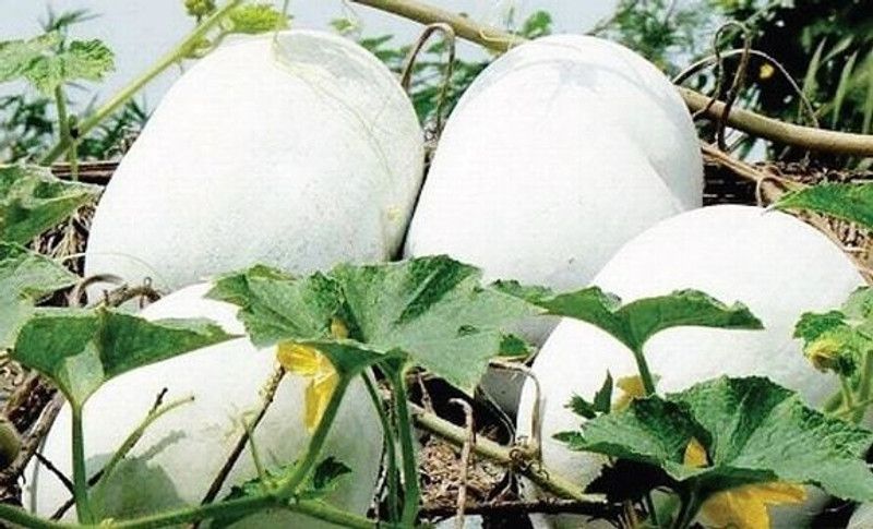 Nodoc Ash gourd Seed  (33 per packet)