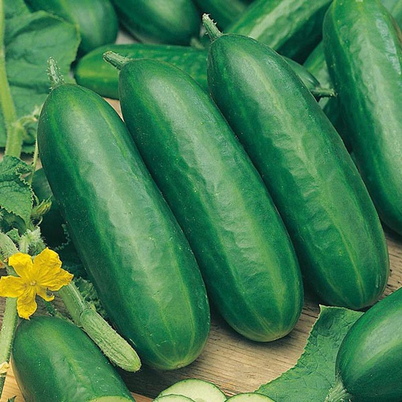PMB cucumber Seed  (25 per packet)