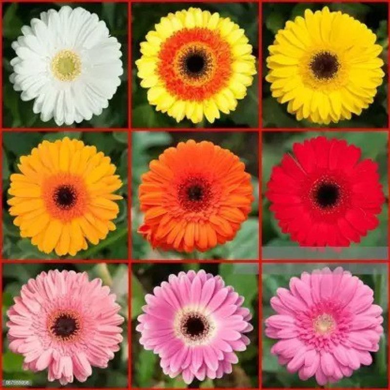 Aro Chrysanthemum mix Seed  (95 per packet)